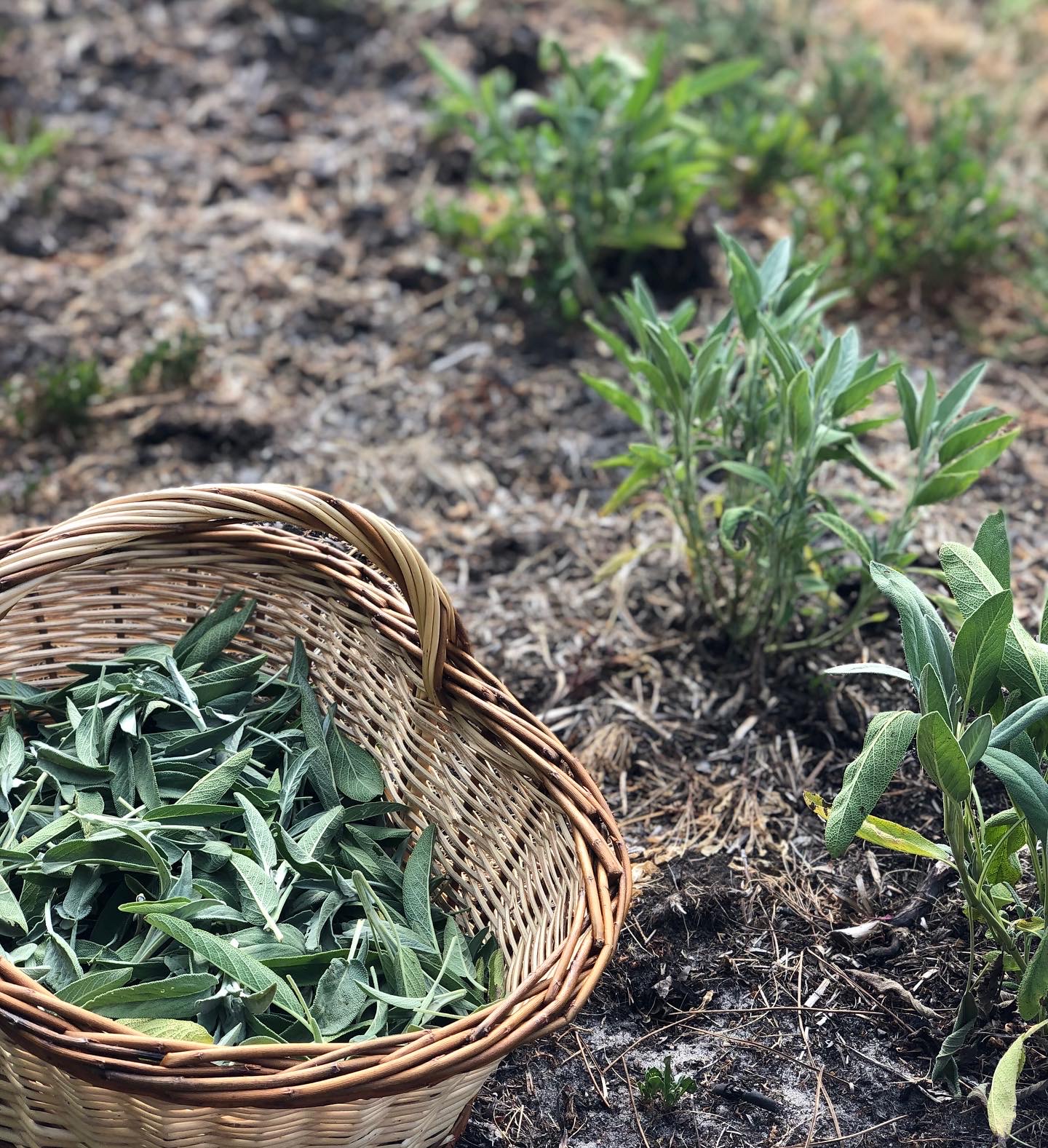 Tisane Sororité