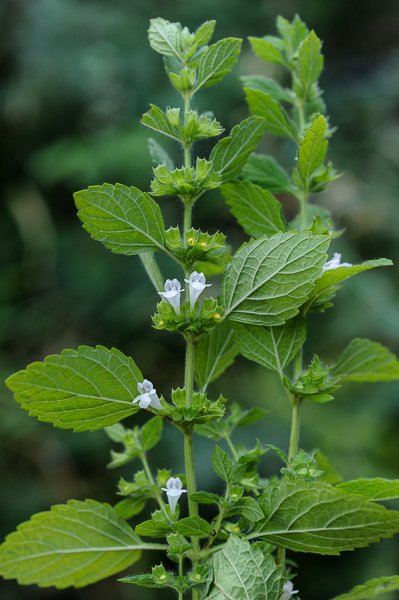 Sirop Mélisse