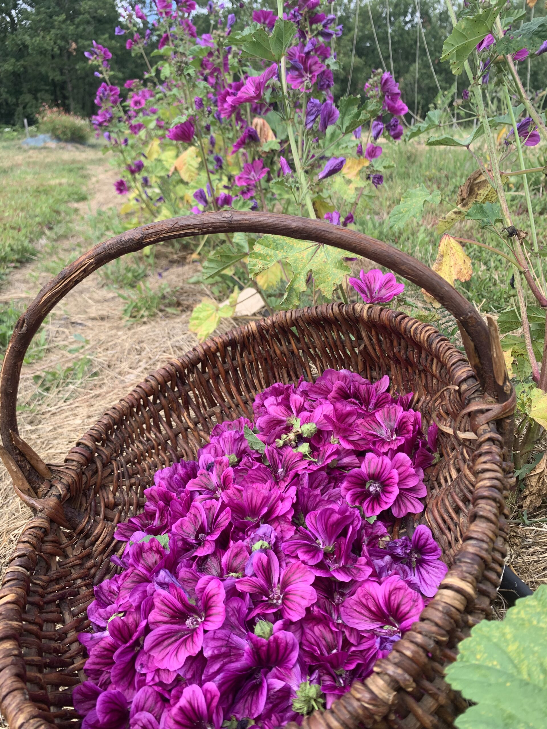 Ateliers Herboristerie – Découverte des plantes médicinales